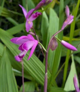 Bletilla striata